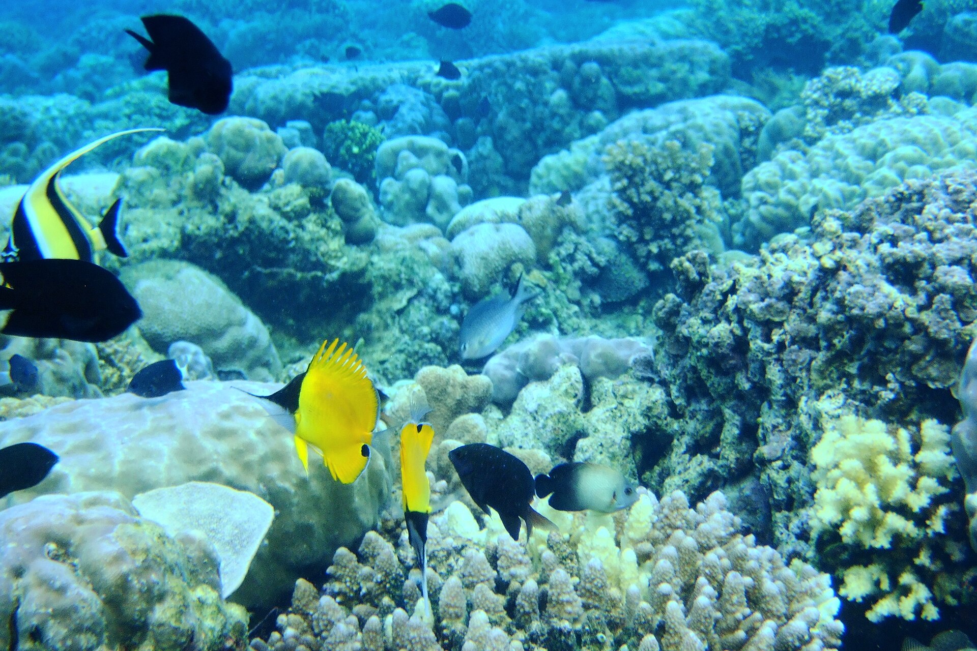 Gili Ketapang Snorkeling — Open Trip