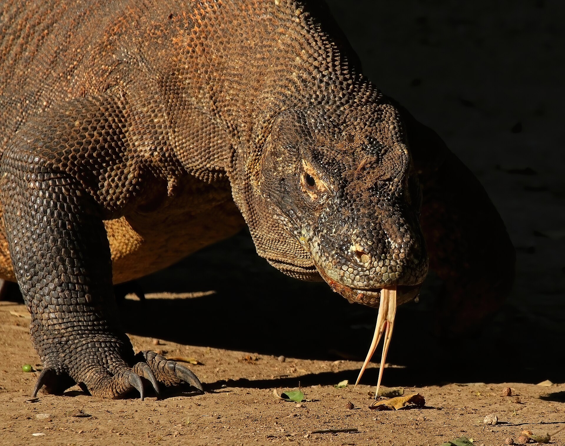 Sailing Komodo — Full Day (Open Deck)