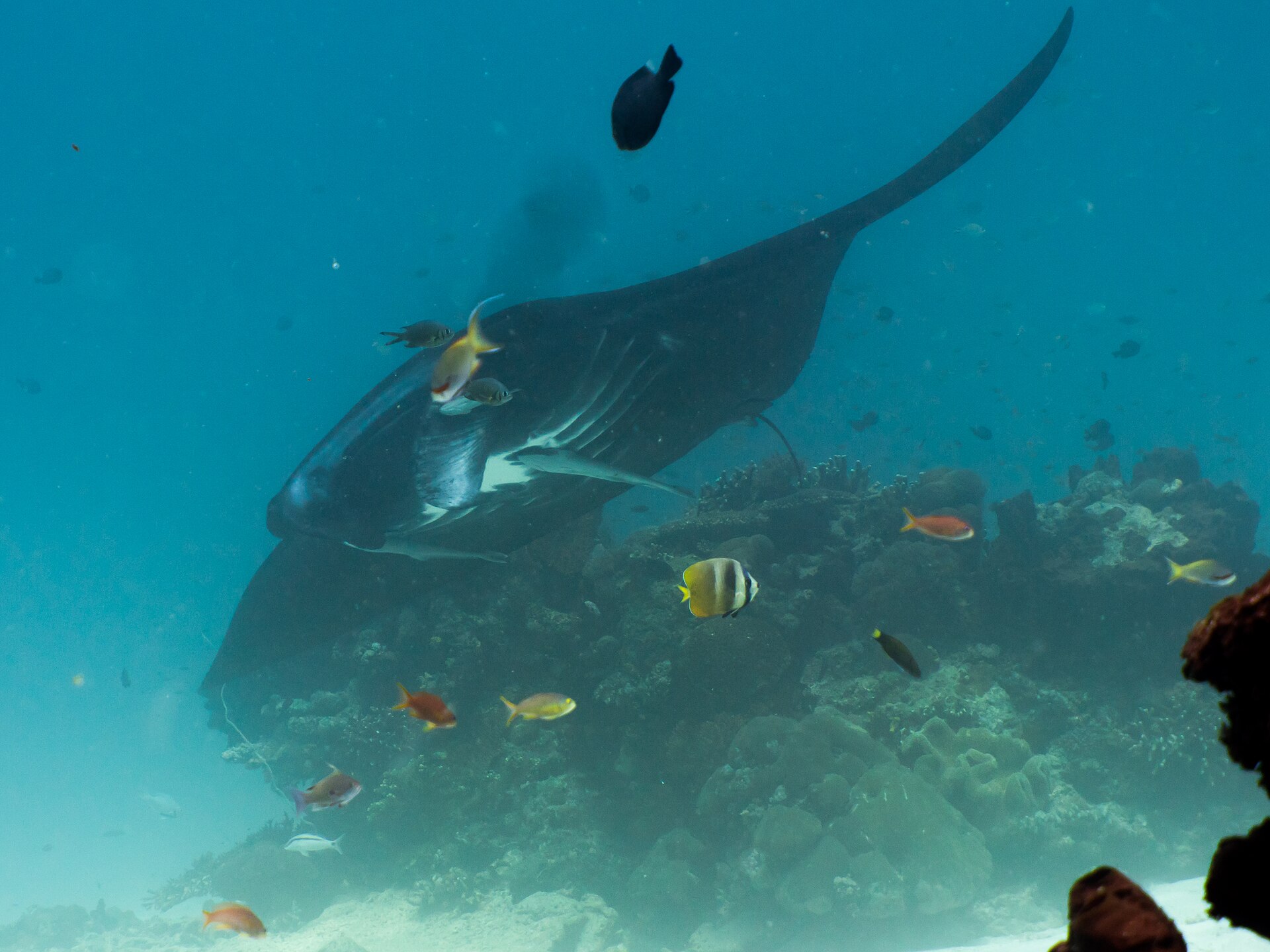 Sailing Komodo — Full Day (Speedboat)